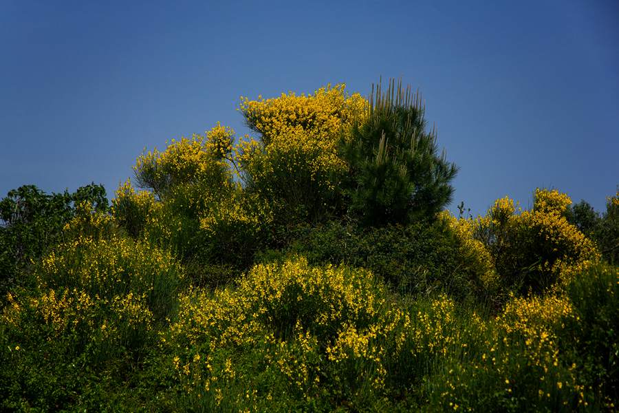 Nedjeljnja šetnja od Dikla do Pinije, Foto: Mladen Radolović Mrlja Nedjeljnja šetnja od Dikla do Pinije, Foto: Mladen Radolović Mrlja