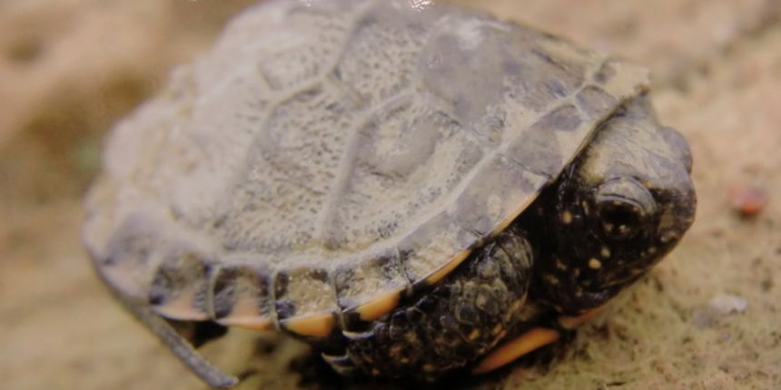 Projekt Natura 2000 Projekt Natura 2000