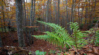 Lička jesen u znaku gljiva, Foto: Leo Banić