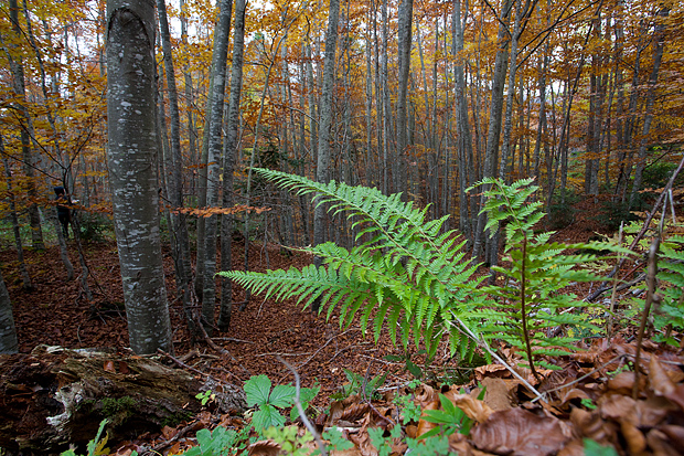 Lička jesen u znaku gljiva, Foto: Leo Banić