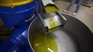 Zadar, 051112.
Uljare na zadarskom podrucju ubrzano preradjuju masline u ulje, ali prvi podaci govore da je ove godine randman izuzetno slab zbog velike suse u Dalmaciji. Detalj iz Uljare Zadar na Novom Bokanjcu u Zadru.
Foto: Jure Miskovic / CROPIX Zadar, 051112.
Uljare na zadarskom podrucju ubrzano preradjuju masline u ulje, ali prvi podaci govore da je ove godine randman izuzetno slab zbog velike suse u Dalmaciji. Detalj iz Uljare Zadar na Novom Bokanjcu u Zadru.
Foto: Jure Miskovic / CROPIX