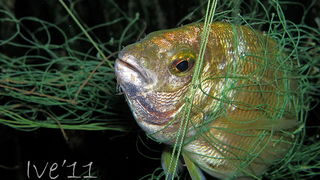 Čudesno zadarsko podmorje: U trapuli, Foto: Ive Šoša Čudesno zadarsko podmorje: U trapuli, Foto: Ive Šoša