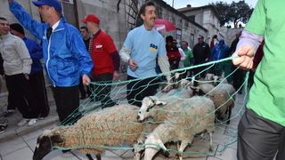 Poznata zadarska skupina Bleke i Konji na karnevalskoj povorci pojavila se sa stadom ovaca koje su doveli na sredisnji gradski trg. Clanovi skupine bili su obuceni u majice hrvatskih politickih stranaka koje su medjusobno izmjenjivali uz domoljubne pjesme