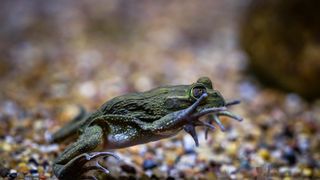 Stanari zagrebačkog Zoološkog vrta u zimskom razdoblju