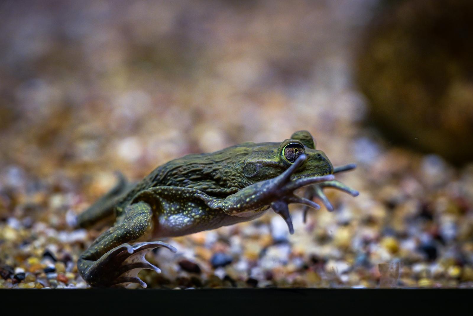 Stanari zagrebačkog Zoološkog vrta u zimskom razdoblju