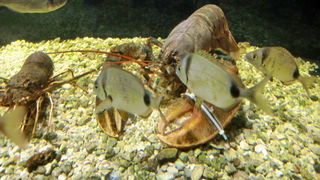 Povratak u 1963. godinu: Festa u povodu 46. rodjendana restorana Niko, Foto: Mladen Malik