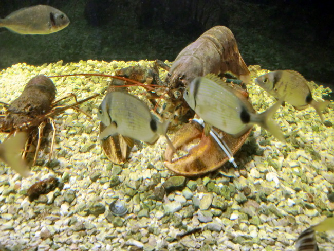 Povratak u 1963. godinu: Festa u povodu 46. rodjendana restorana Niko, Foto: Mladen Malik