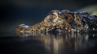 Stanari zagrebačkog Zoološkog vrta u zimskom razdoblju