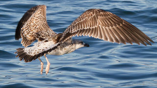 Jutarnja svađa galebova, foto: Leo Banić