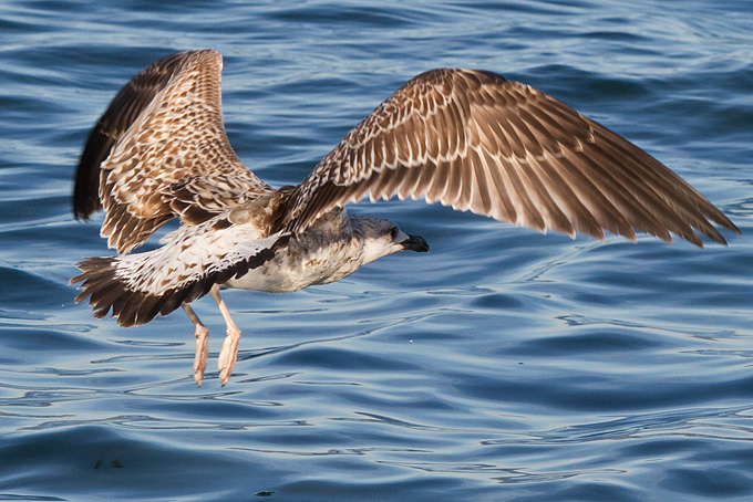 Jutarnja svađa galebova, foto: Leo Banić