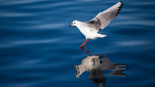 Zadarski galebovi (foto:Saša Čuka)