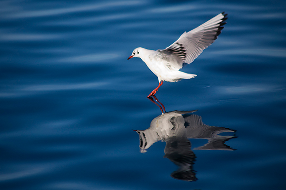 Zadarski galebovi (foto:Saša Čuka)