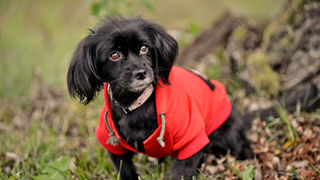 DasPas i street art umjetnici pomažu Azil Dumovec(psić,dogs) DasPas i street art umjetnici pomažu Azil Dumovec(psić,dogs)