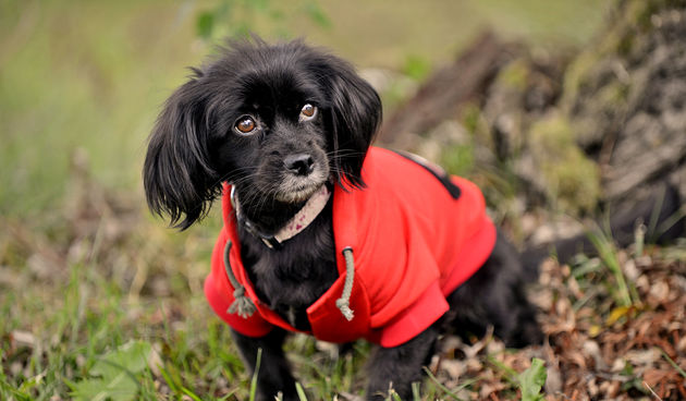 DasPas i street art umjetnici pomažu Azil Dumovec(psić,dogs)