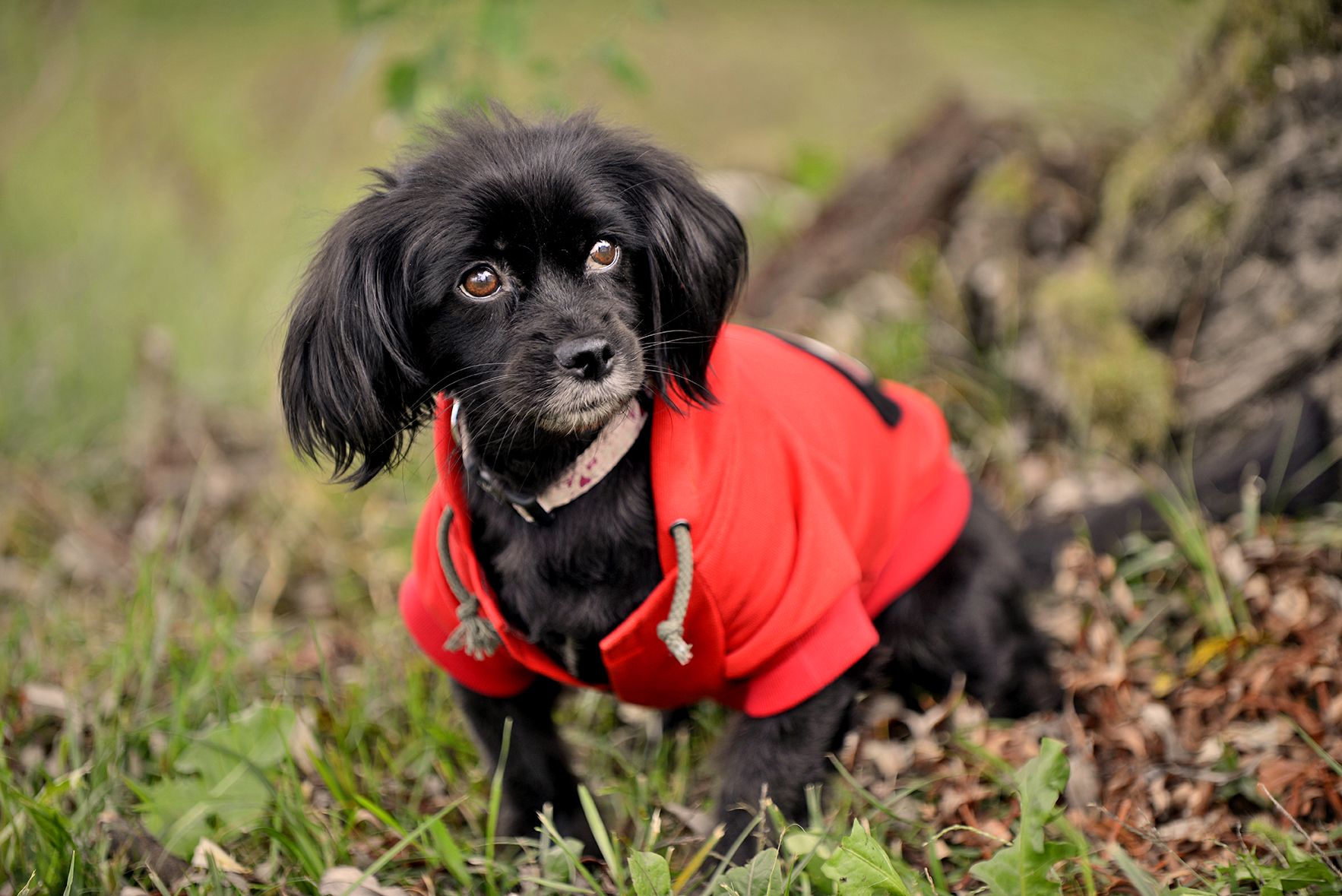 DasPas i street art umjetnici pomažu Azil Dumovec(psić,dogs) DasPas i street art umjetnici pomažu Azil Dumovec(psić,dogs)