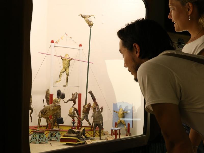 Zbirka od 500-tinjak prepariranih zaba u ljudskim situacijama, smjestena u bivsem kinu Tesla, prema rijecima vlasnika Ivana Medveseka, ne naliazi na dovoljno zanimanje institucija RH pa bi uskoro trebala preseliti u London. Photo: Ivo Cagalj/PIXSELL Zbirka od 500-tinjak prepariranih zaba u ljudskim situacijama, smjestena u bivsem kinu Tesla, prema rijecima vlasnika Ivana Medveseka, ne naliazi na dovoljno zanimanje institucija RH pa bi uskoro trebala preseliti u London. Photo: Ivo Cagalj/PIXSELL