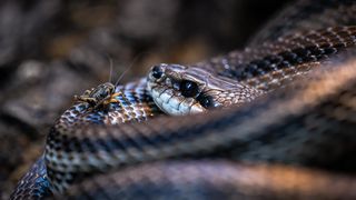 Stanari zagrebačkog Zoološkog vrta u zimskom razdoblju