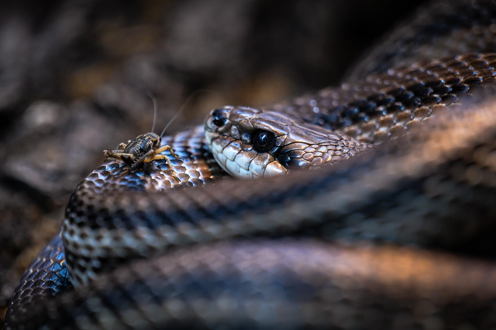 Stanari zagrebačkog Zoološkog vrta u zimskom razdoblju