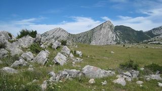 Image 1177355 (auto)