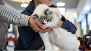 Međunarodna izložba mačaka