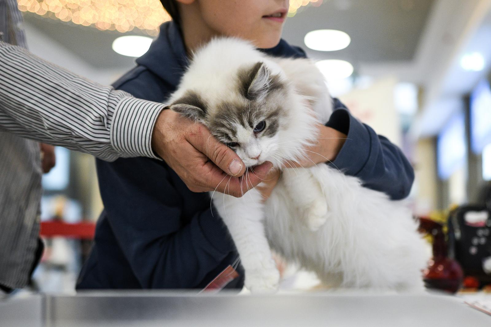 Međunarodna izložba mačaka