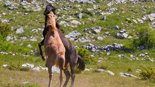 Divlji konji Velebita, foto: Leo Banic
