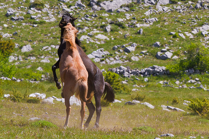 Divlji konji Velebita, foto: Leo Banic