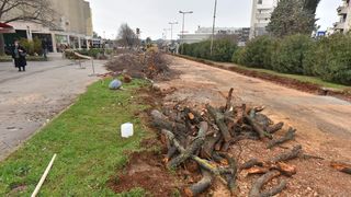 Na Bulevaru posječena stabla lipe stara 40 godina