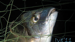 Čudesno zadarsko podmorje: U trapuli, Foto: Ive Šoša Čudesno zadarsko podmorje: U trapuli, Foto: Ive Šoša