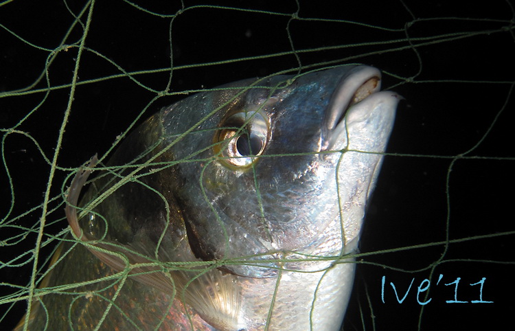 Čudesno zadarsko podmorje: U trapuli, Foto: Ive Šoša Čudesno zadarsko podmorje: U trapuli, Foto: Ive Šoša