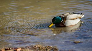 Zimska idila u Nacionalnom parku Plitvička jezera Zimska idila u Nacionalnom parku Plitvička jezera