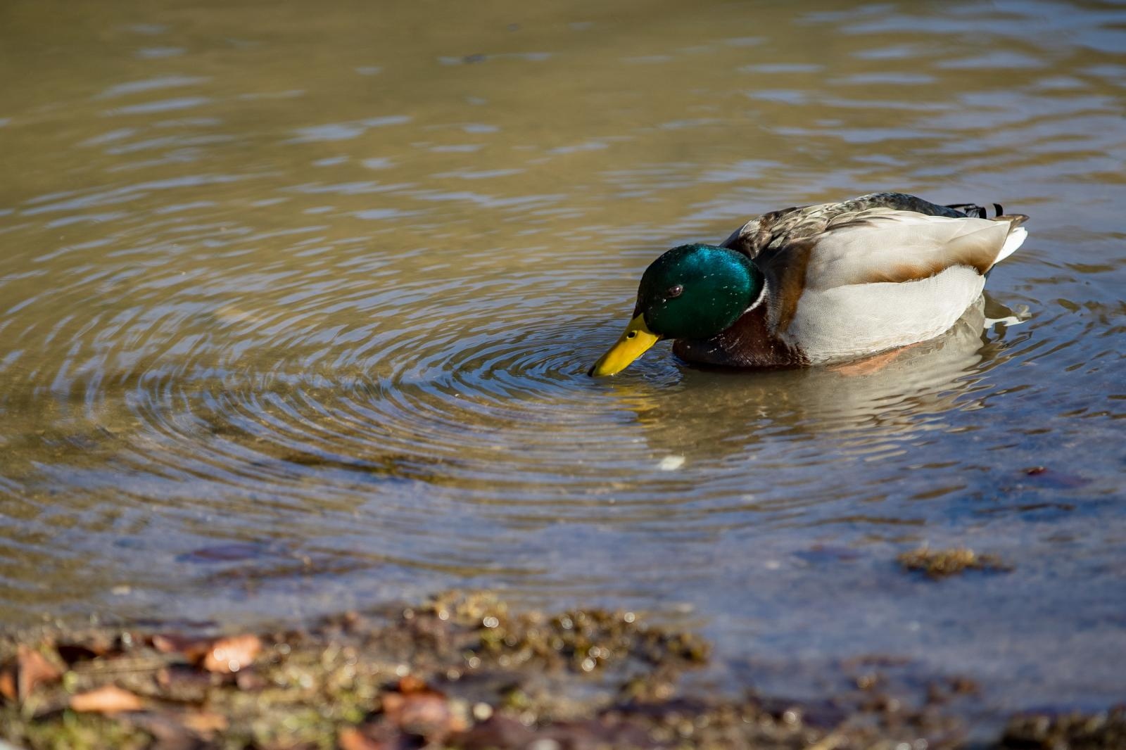 Zimska idila u Nacionalnom parku Plitvička jezera Zimska idila u Nacionalnom parku Plitvička jezera