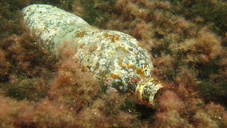 Biograd na Moru: Akcija ciscenja podmorja u uvali Jaz “Cistimo zajedno”