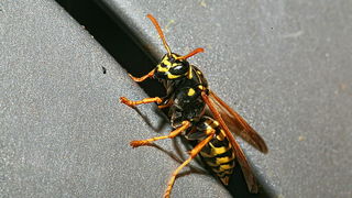 Bibinjski sinac, Foto: Leo Banic Bibinjski sinac, Foto: Leo Banic