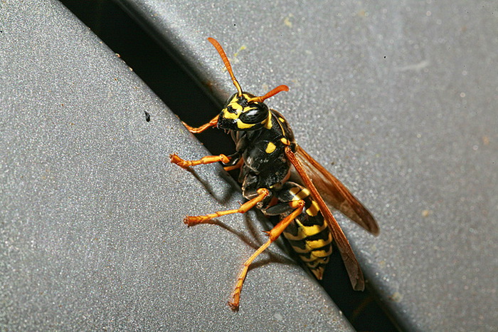 Bibinjski sinac, Foto: Leo Banic Bibinjski sinac, Foto: Leo Banic