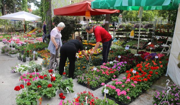 Festival cvijeća u Sv. Filip i Jakovu