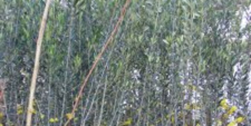 Sadnice masline (Foto: Pridraga.net) Sadnice masline (Foto: Pridraga.net)