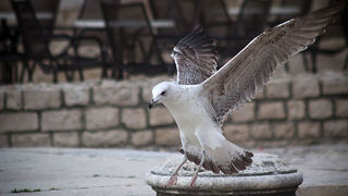 Galebov let (foto:Saša Čuka)