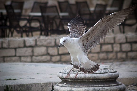 Galebov let (foto:Saša Čuka)