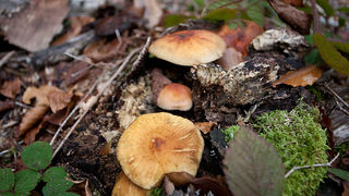 Lička jesen u znaku gljiva, Foto: Leo Banić