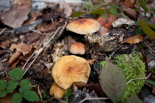 Lička jesen u znaku gljiva, Foto: Leo Banić