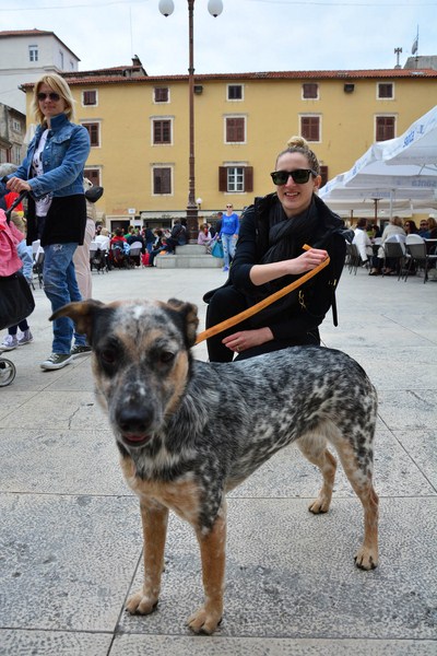 Skup podrške za NO KILL skloništa za životinje,  foto Iva Perinčić