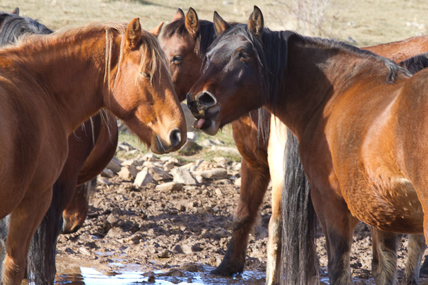 Libinje: Velebitski divlji konji, Foto: Leo Banić