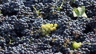 Drniš: Berba grožđa sa više od milijun čokota vinove loze, Photo: Duško Jaramaz/PIXSELL