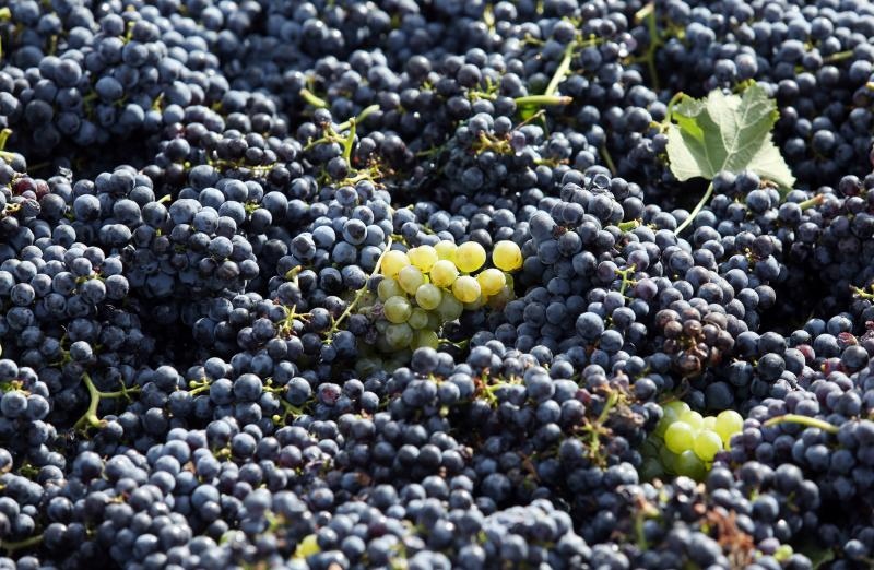 Drniš: Berba grožđa sa više od milijun čokota vinove loze, Photo: Duško Jaramaz/PIXSELL