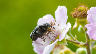 Cvijeće, bube, pauk, foto: Leo Banić