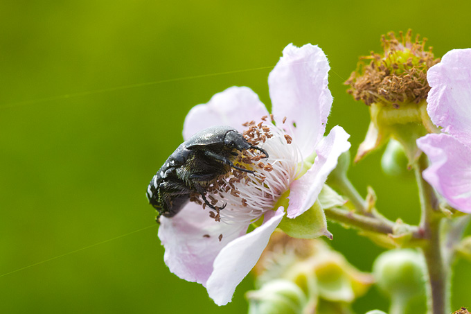 Cvijeće, bube, pauk, foto: Leo Banić