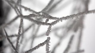 Zbog jutarnjih temperatura u minusu raslinje na kontinentu je prekriveno injem