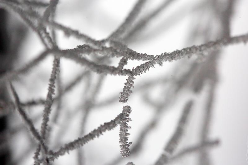 Zbog jutarnjih temperatura u minusu raslinje na kontinentu je prekriveno injem