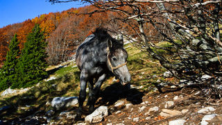 Đir do Zavižana, sjeverni Velebit, foto: Leo Banić